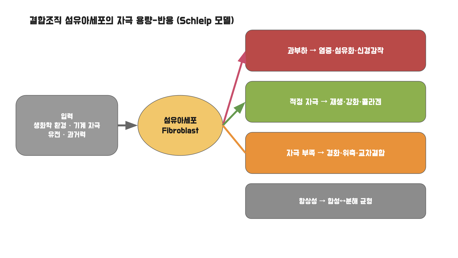 結合組織纖維母細胞的刺激用量-反應模型 (Schleip)